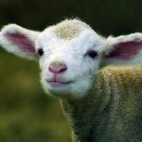 Cute Sheep