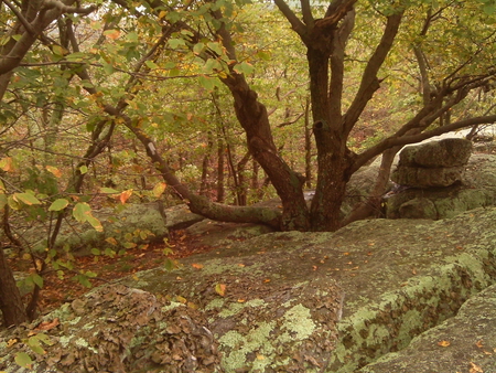 Tree in Rocks - fall, forest, tree, rocks, lichen