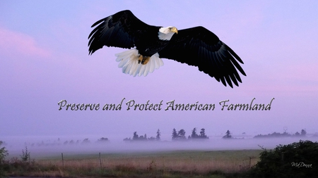 Preserve and Protect American Farmland - morning, farm, sky, sun, field, mist, country, eagle, protect, fog, firefox persona