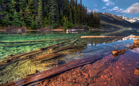 Forest - nature, forest, beautiful, river