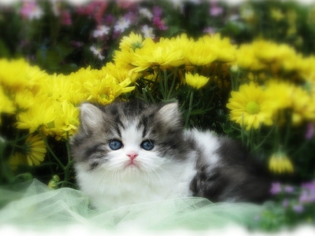 Pussycat among yellow flowers - animal, kitten, pussycat, feline, garden, flower, sweet, cat