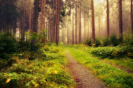 Forest - nature, summer, forest, beautiful