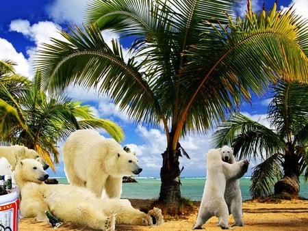 Our summer vacations - bear, animal, funny, polar, beach