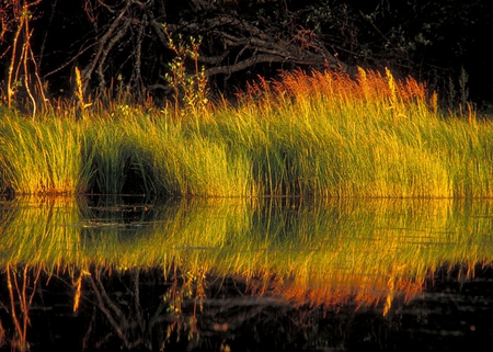 Early Light - grasses, lake, pond, morning, reflection, light, river, sunrise