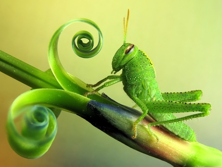 The Grasshopper - hungry, bus, macro, nature, insect, grasshopper, green