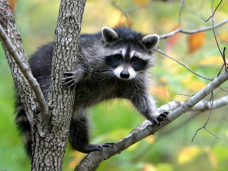 Raccoon - preto, fauna, animal, natureza, branco, raccoon, forest, life