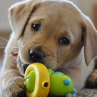 Labrador retriever puppy