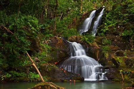 The forest - nature, waterfalls, forest, beautiful