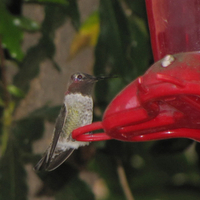 humming bird on the feeder