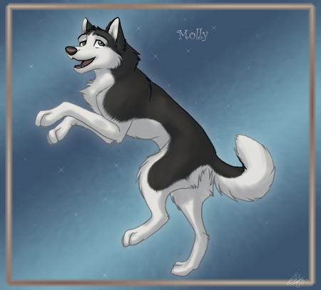 maya the wolf - wolves, wolf, maya, husky, black