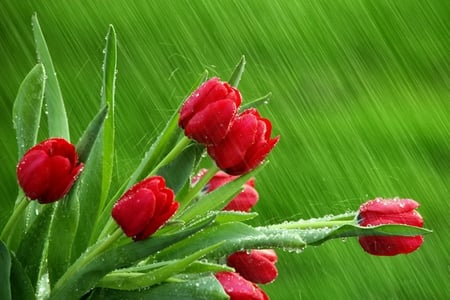 Let It Rain - flowers, tulips, red, green, rain, stems, spring