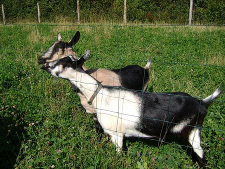 The 2 make the pairs - white, grass, animal, day