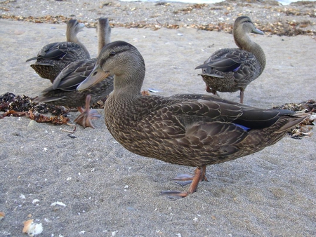 ducks - ducks, rock, grey, black