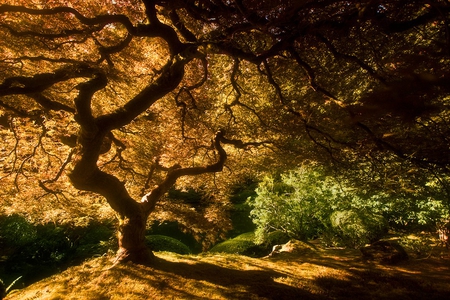 Autumn - nature, tree, autumn, other