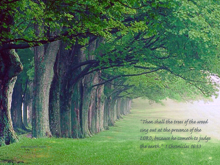 Faith trees - tree, forest, bible, quote