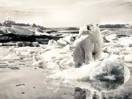 Polar bear - arctic, bear, sea, polar