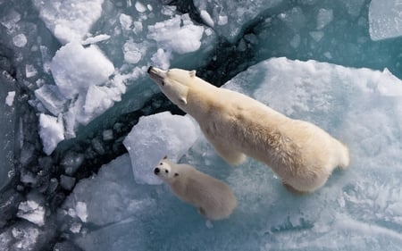 ME AND MY FATHER - cool, bear, animal, panda, polar