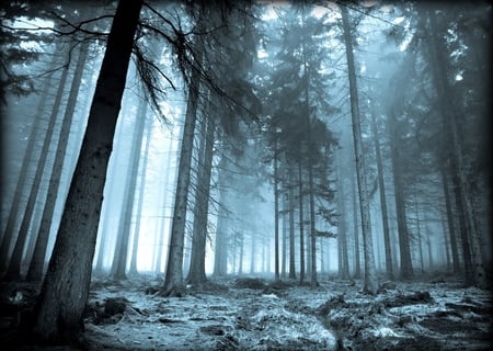 Cyan Morning - cyan, morning, forest, blue