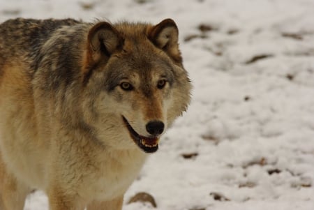 Lobo - winter, wolf, lobo, canine