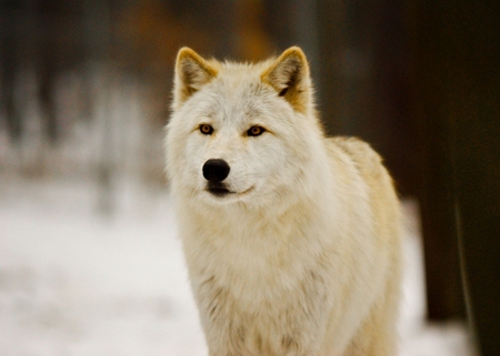 White Wolf - white, canine, wolf, lobo