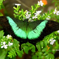 Budhhas-Peacock Butterfly