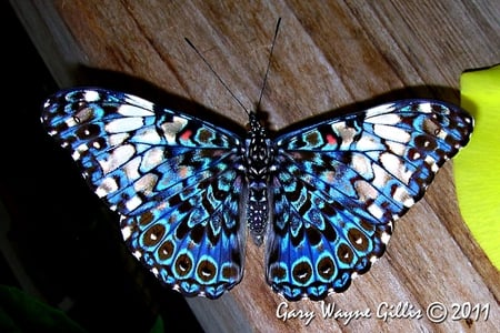 Blue Cracker Butterfly - butterfly, spotted, cracker, blue