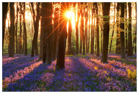 Spring - nature, beautiful, spring, floers, sun