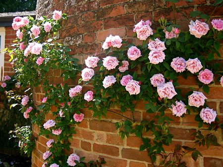 roses wall - house, garden roses, beautiful, wall