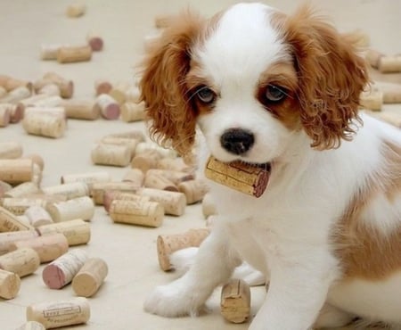 PUPPY WITH CORKS - puppy, dog, animal, corks, cute