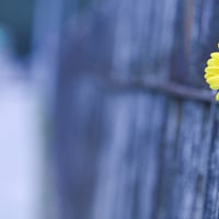 Single yellow beauty