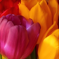 Beautiful tulips