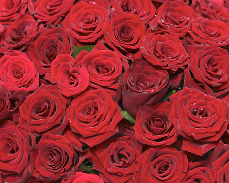 Thousands of roses - beauty, roses, water drops, magic, bouquet, wonderful, amazing, beautiful, red, flowers