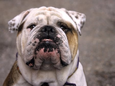 SEE MY TEETH - bull dog, animal, canine, cute, dog, teeth