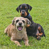 DOBERMAN AND FRIEND