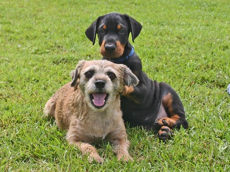 DOBERMAN AND FRIEND - puppy, animals, doberman, dog, canine