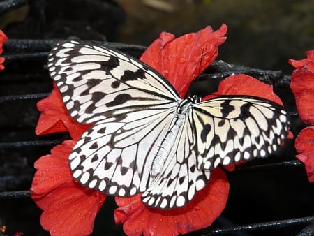 White Butterfly from Malaysia