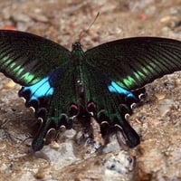 Black and Blue Butterfly