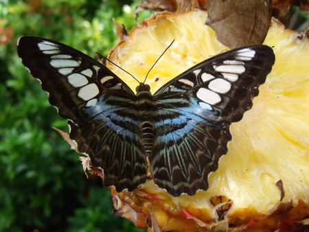 Butterfly on Fungus - butterfly, fungus, insect, tree