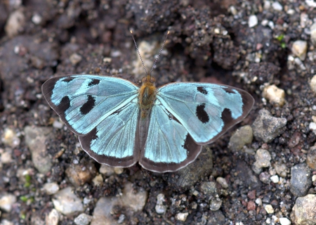 Blue Butterfly of Guatemala - butterfly, insect, guatemala, blue