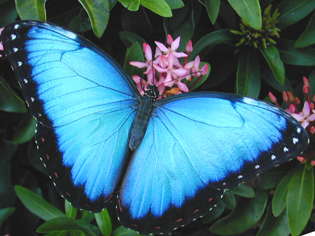 Common Blue Morpho - butterfly, insect, morpho, blue