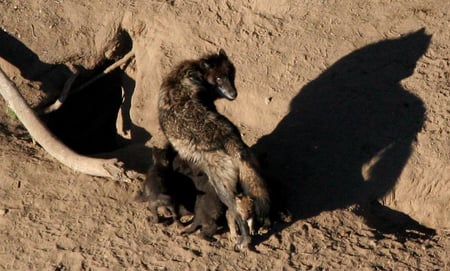 a nursing wolf - wolves, wolf, nursing, cubs, pups