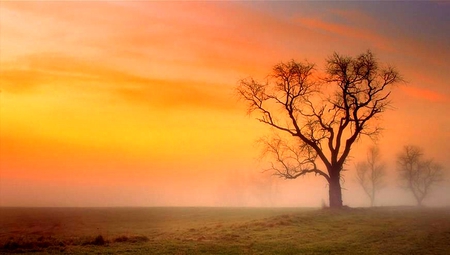 sunset - orange, tree, sunset, beautiful