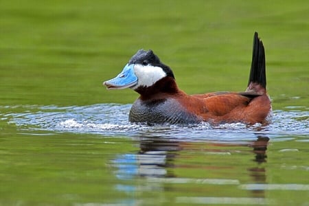 Amazing - duck, blue, beautiful, beak