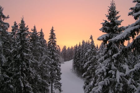 Forest - winter, nature, forest, bautiful