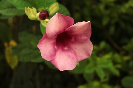 Purple Blossom - spring, flower, nature, photography