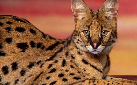 Leptailurus-serval - animal, wild cat, big cat, ears