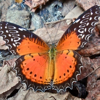 Red Lece Wing Butterfly
