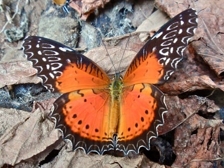 Red Lece Wing Butterfly - insect, red lece wing, butterfly, pretty