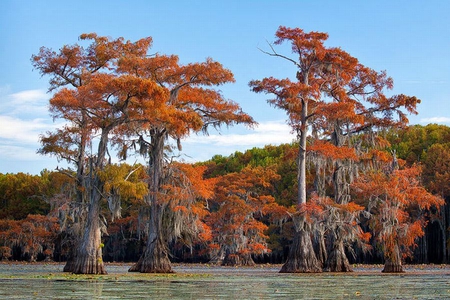 Trees in Water - picture, in water, trees, cool