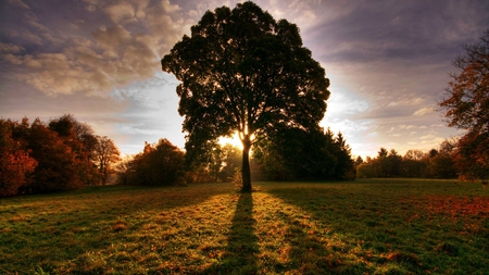 basking in the sun - nature, beauty, photography, sun, tree